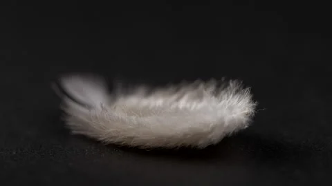 Feather on black, Falling in slow motion Stock-Footage 132764812