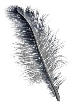 Feather black Stock Illustration