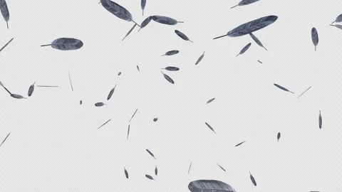 Feather Blast Stock Footage 258046231