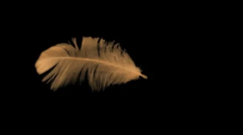Feather Blowing in the Wind Video stock 8578172