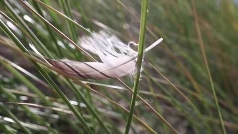 Feather blowing in the wind Stockbeeldmateriaal 81912538