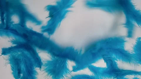 Feather blu open 스톡 동영상 234267801