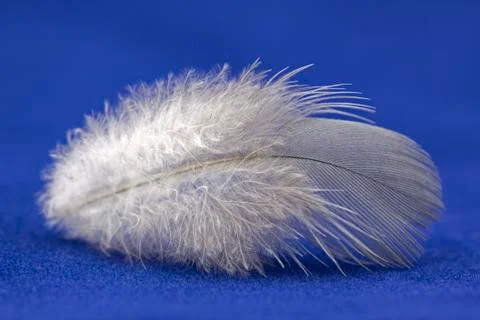 Feather on blue background Fotos de archivo