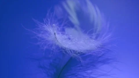 Feather on blue background, soft monochrome colors feather texture Stock Footage 311410114