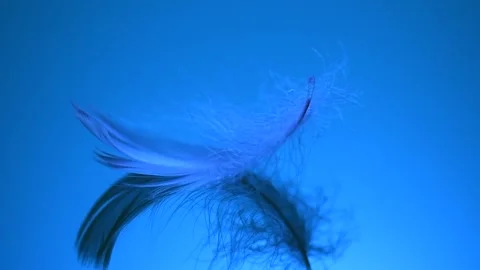 Feather on blue background, soft monochrome colors feather texture Stock Footage 328084417