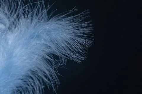 Feather, blue on black background. Stock Photos
