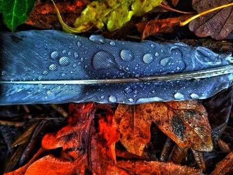 FEATHER BLUES Stock Photos