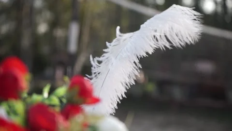 A feather in a bouquet Stock Footage 163567282