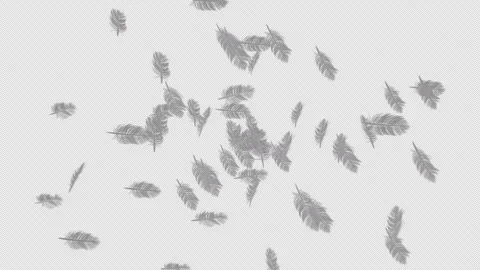 Feather Burst 4 Clip Difference Stock Footage 250154647