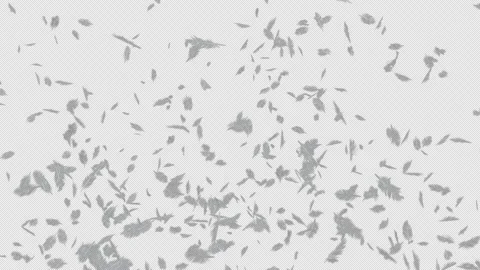 Feather Burst Stock Footage 228576315