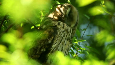 Feather care of young long eared owl (Asio otus) scratching by claws Stock Footage 245101625