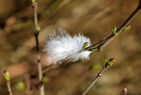 Feather caught in the spring tree Stock-Fotos