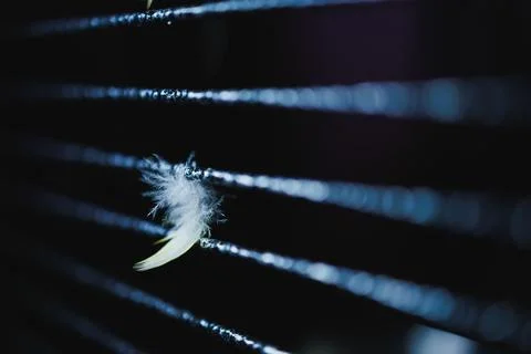 Feather caught on thin wires in the dark near a fence during late evening hou 库存照片