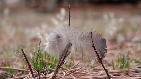 Feather caught on twig. Stock Footage 305280751