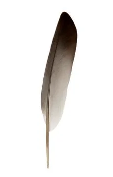Feather with clipping path Stock Photos
