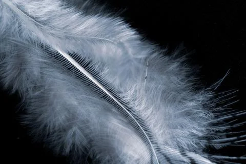 Feather close up with coll tones Stock Photos