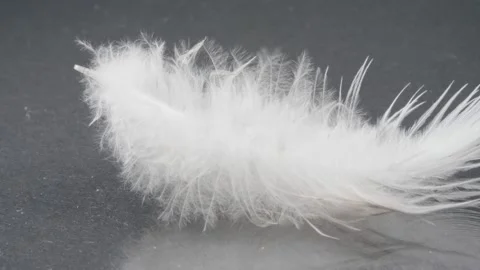 Feather close-up on a dark background. Bird fluff. Stock Footage 140472523