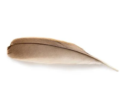 Feather close-up isolated on a white background. Stock Photos