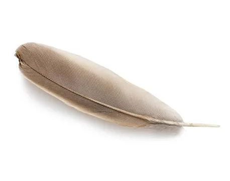 Feather close-up isolated on a white background. Stock Photos