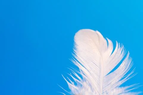 Feather close-up macro on blue background Stock Photos