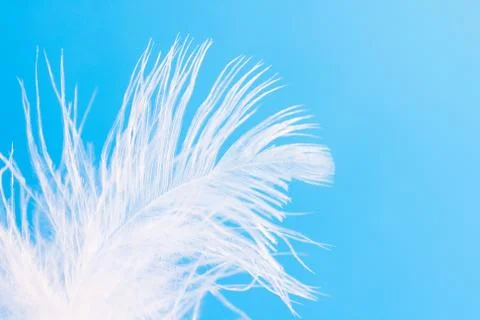 Feather close-up macro on blue background Stock Photos