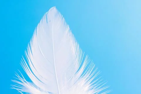 Feather close-up macro on blue background Stock Photos