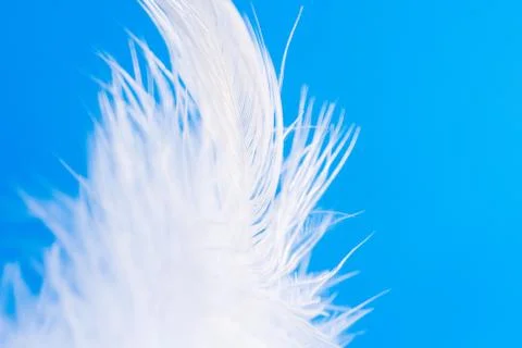 Feather close-up macro on blue background Stock Photos