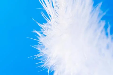 Feather close-up macro on blue background Stock Photos