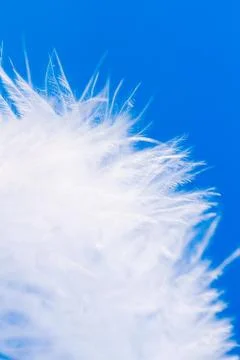 Feather close-up macro on blue background Stock Photos