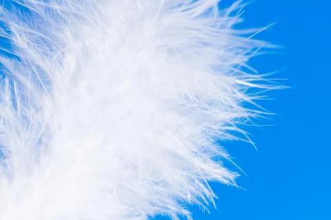 Feather close-up macro on blue background Stock Photos