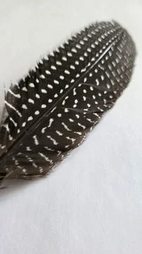 Feather Close Up Stock Photos