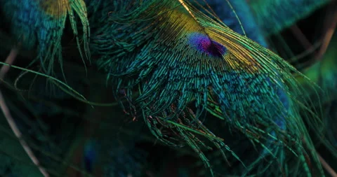 Feather closeup. Stock Footage 236301313