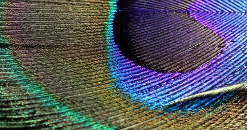 Feather closeup. Stock Footage 243337678