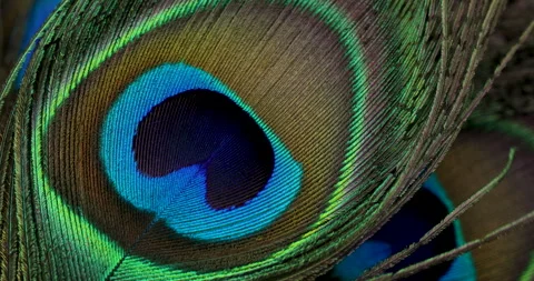 Feather closeup. Stock Footage 243568170