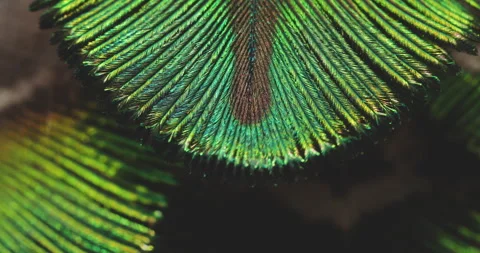 Feather closeup. Stock Footage 243710035