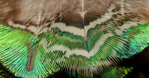 Feather closeup. Stock-Footage 243889736
