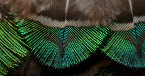 Feather closeup. Video stock 244313940