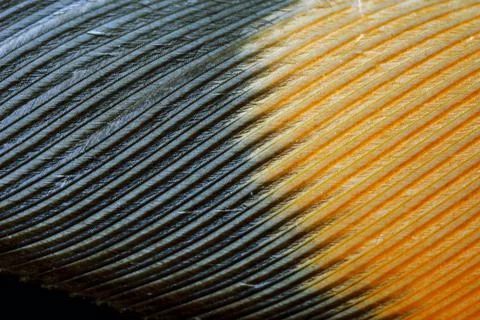 Feather closeup Stock Photos