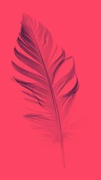 Feather closeup Stock Photos