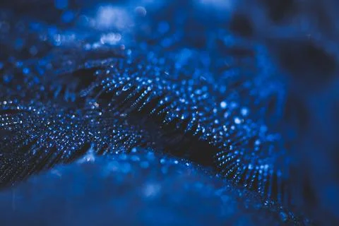 Feather closeup Stock Photos