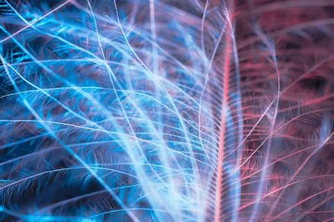 Feather closeup Stock Photos