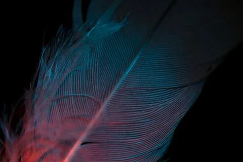 Feather closeup Stock Photos