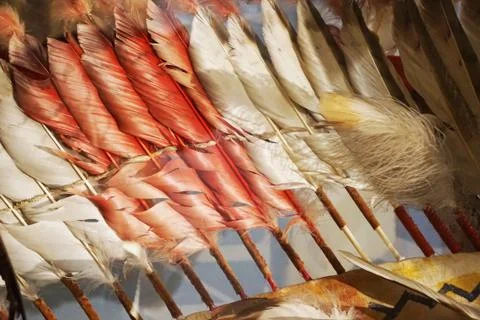 Feather color texture Stock Photos