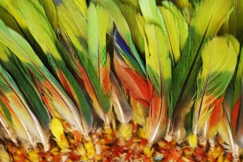 Feather color texture Stock Photos