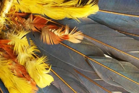 Feather color texture Stock Photos