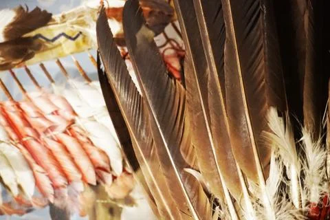 Feather color texture Stock Photos