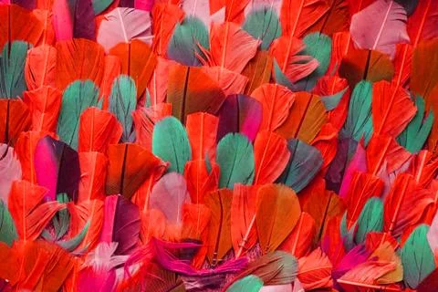 Feather color texture Stock Photos