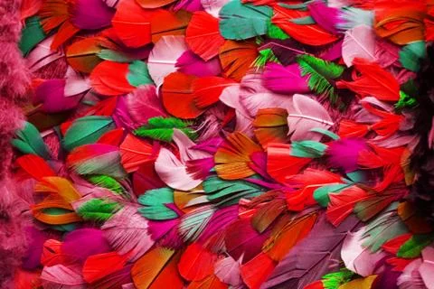 Feather color texture Stock Photos