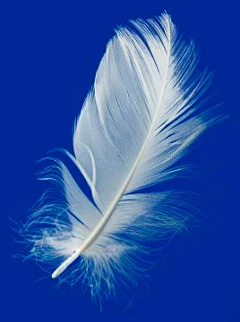 Feather cut out Stock Photos