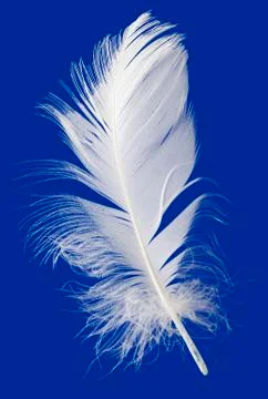 Feather cut out Stock Photos